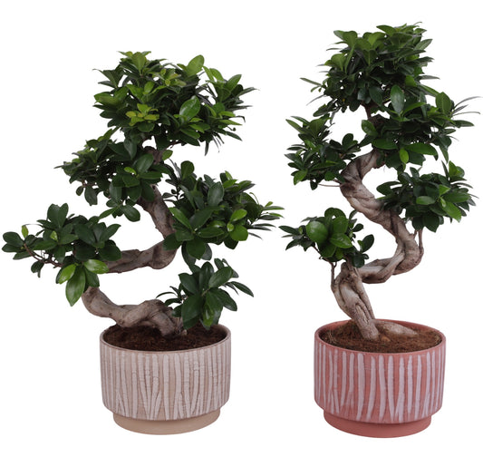 Ficus Ginseng 55cm 22cm Pot