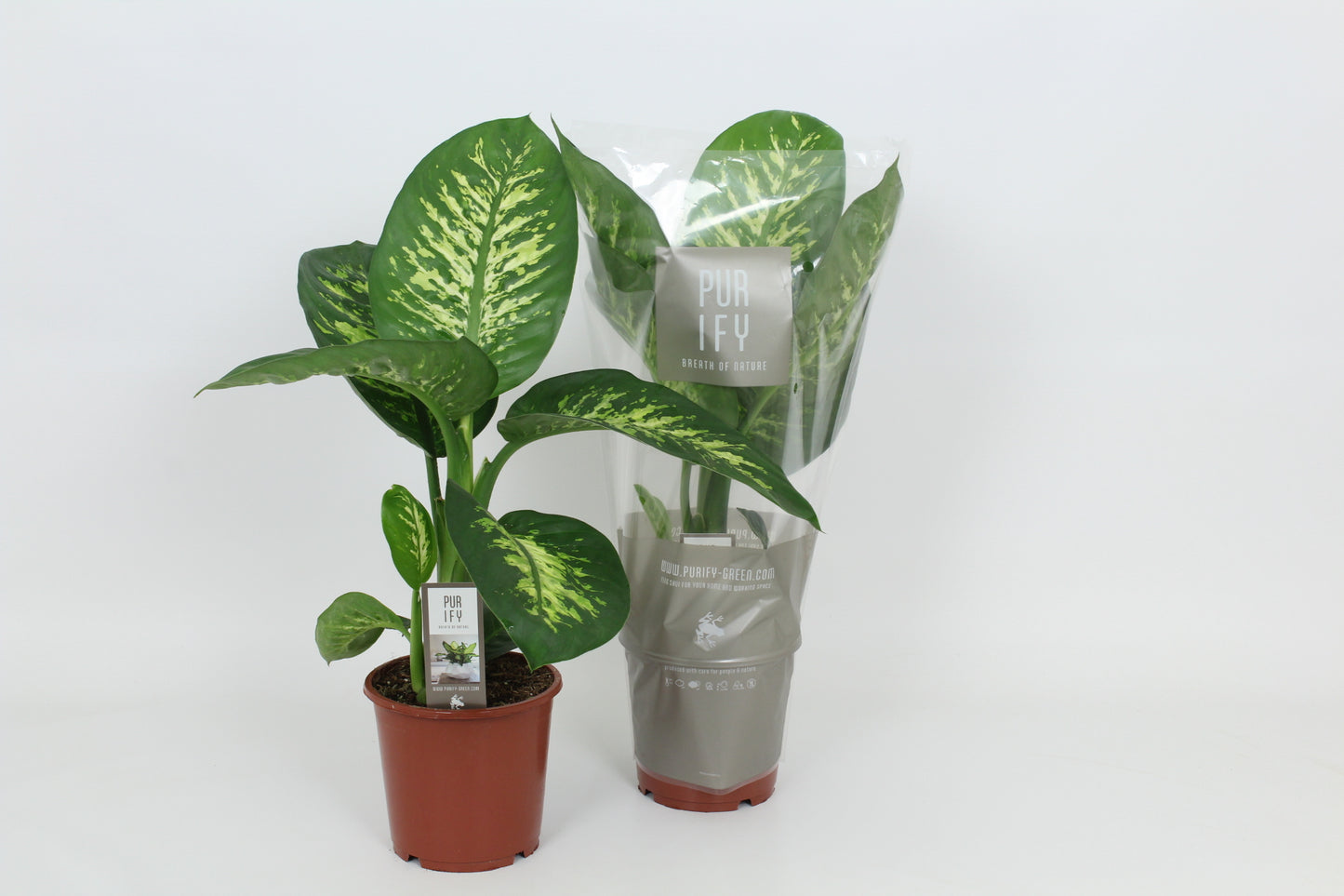 Dieffenbachia Tropic Snow 65cm 17cm Pot