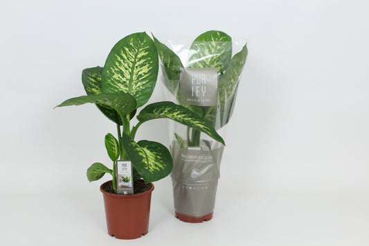 Dieffenbachia Tropic Snow 65cm 17cm Pot