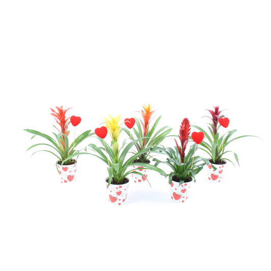 Bromelia mix 40cm 512cm Pot