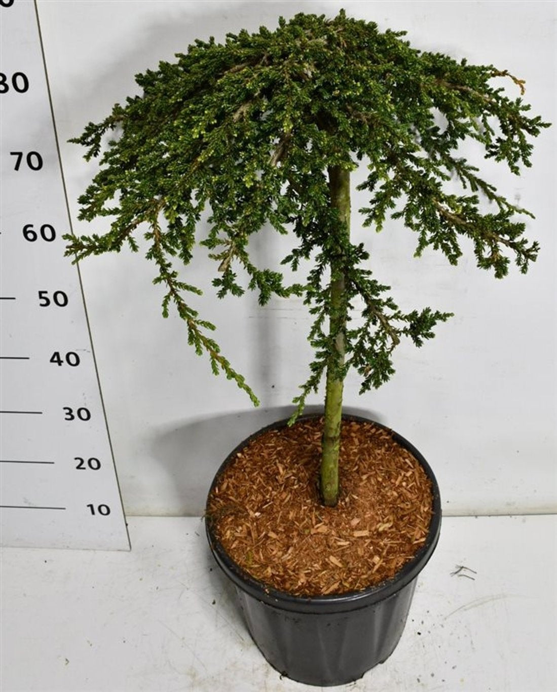 Juniperus Green Carpet 90cm 38cm Pot