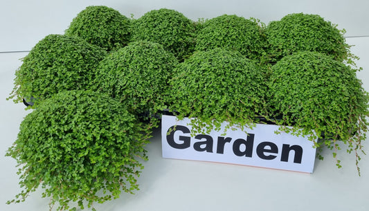 Turk, potplantenkwekerij Soleirolia soleirolii Pack of 8