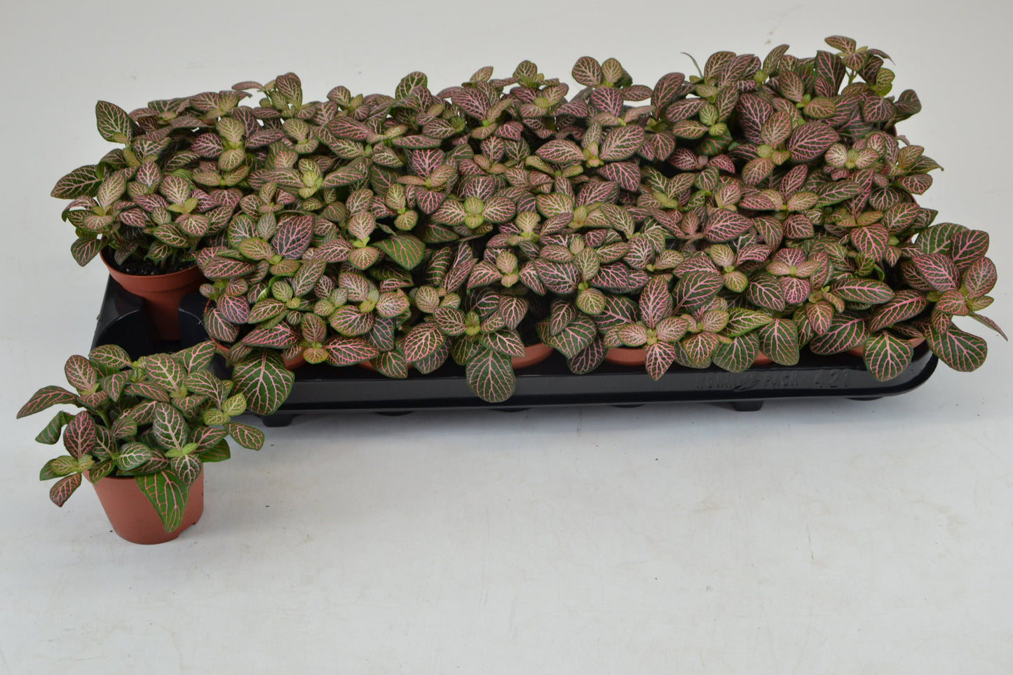 Fittonia Mosaic Mistral 12cm Special Pot (508)
