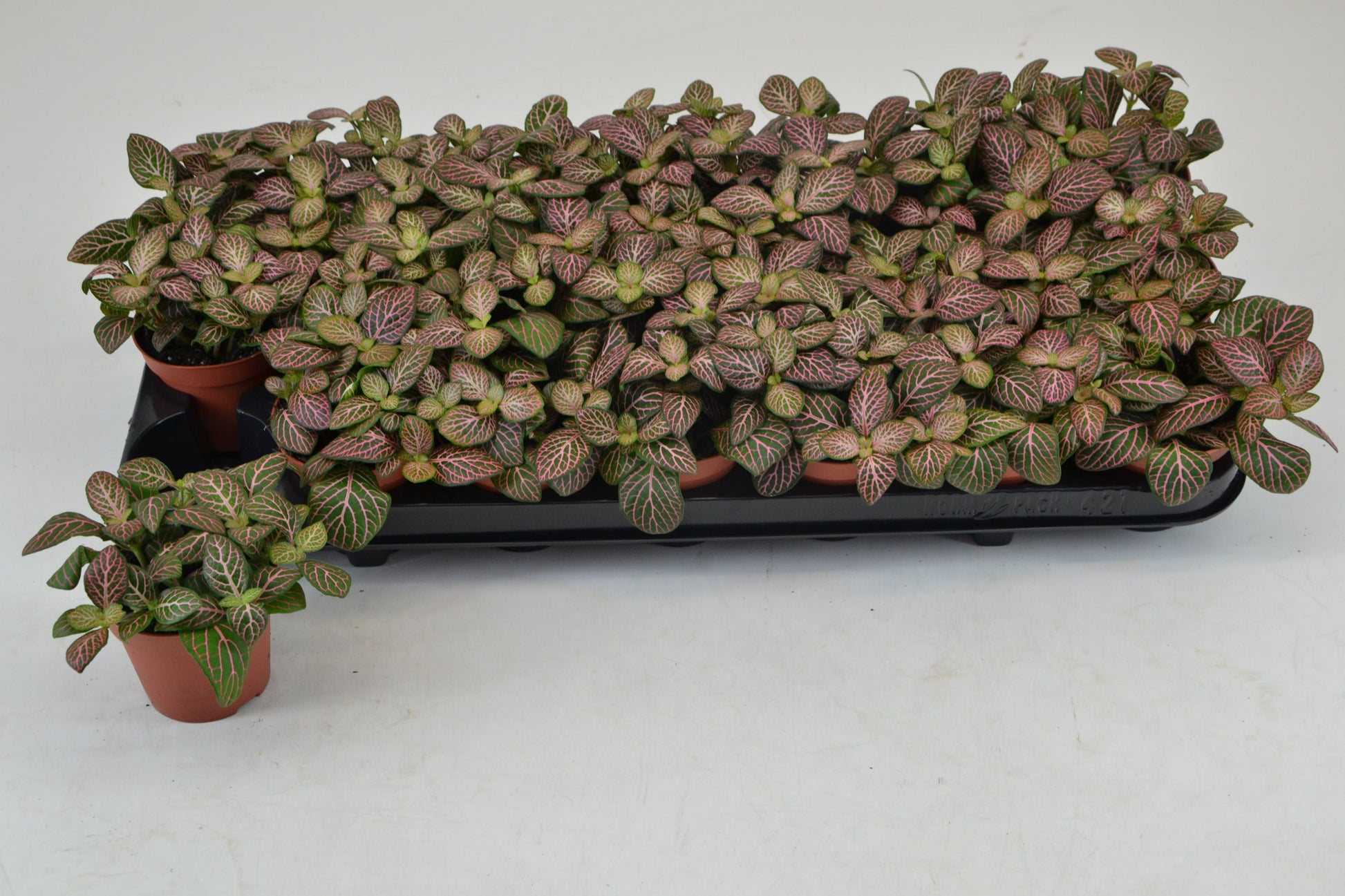 Fittonia Mosaic Mistral 12cm Special Pot (508)