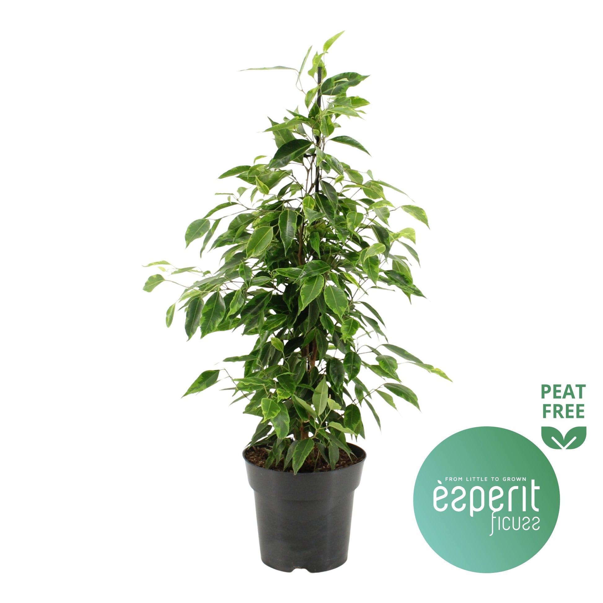 Esperit Plants Ficus benj. Anastasia Pack of 6