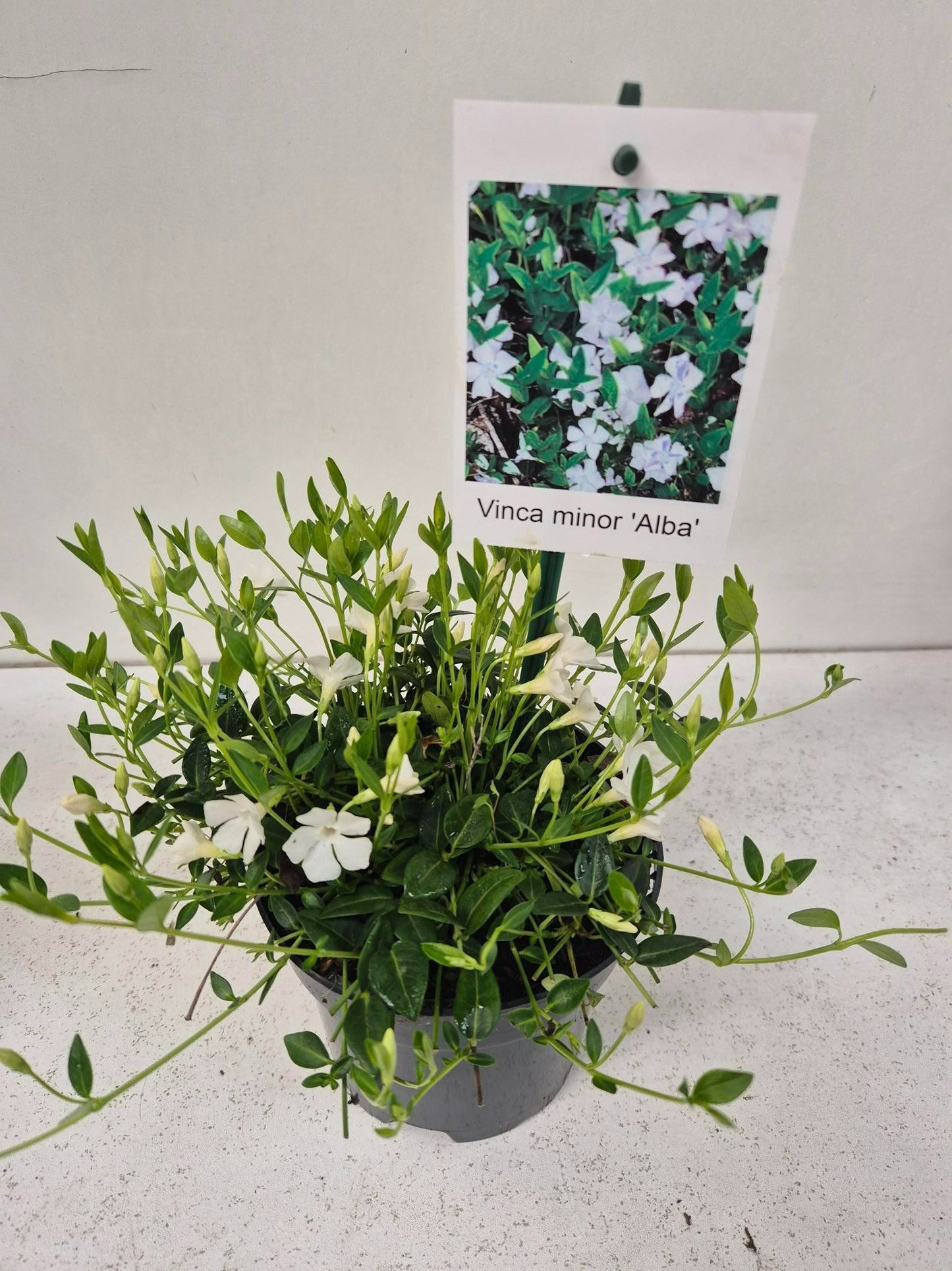 Roessel Tuinpl. VOF, B. v. Vinca Alba Pack of 8