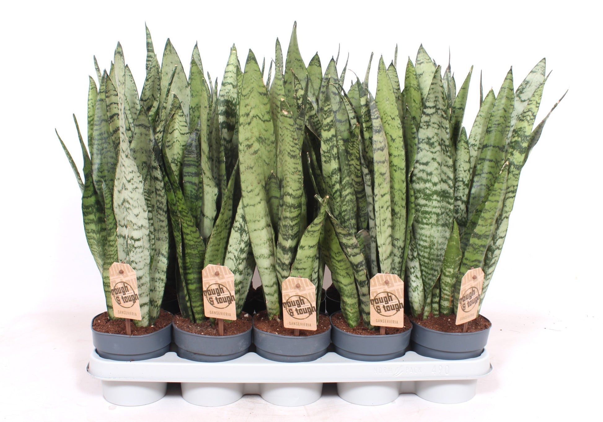 Sansevieria Zeylanica 50cm 12cm Pot