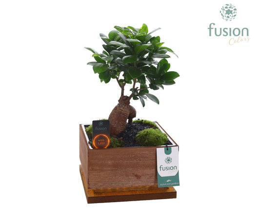 Ficus Ginseng in glass 35cm 19cm Pot