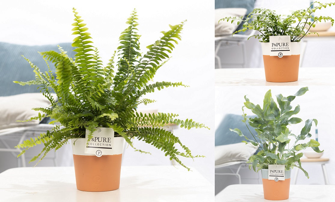Ferns mix 35cm 12cm Pot
