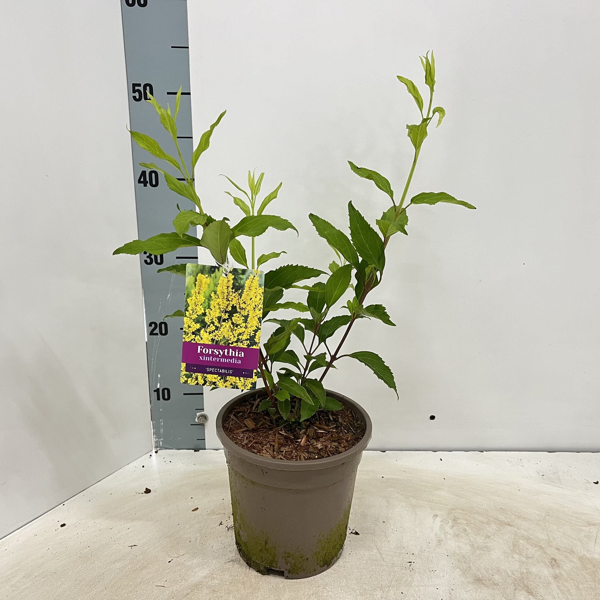 Forsythia Spectabilis 45cm 17cm Pot