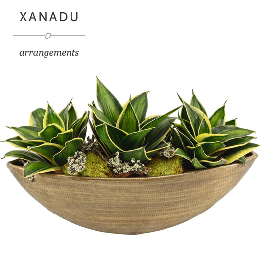 Xanadu Cleveland 20cm 12cm Pot