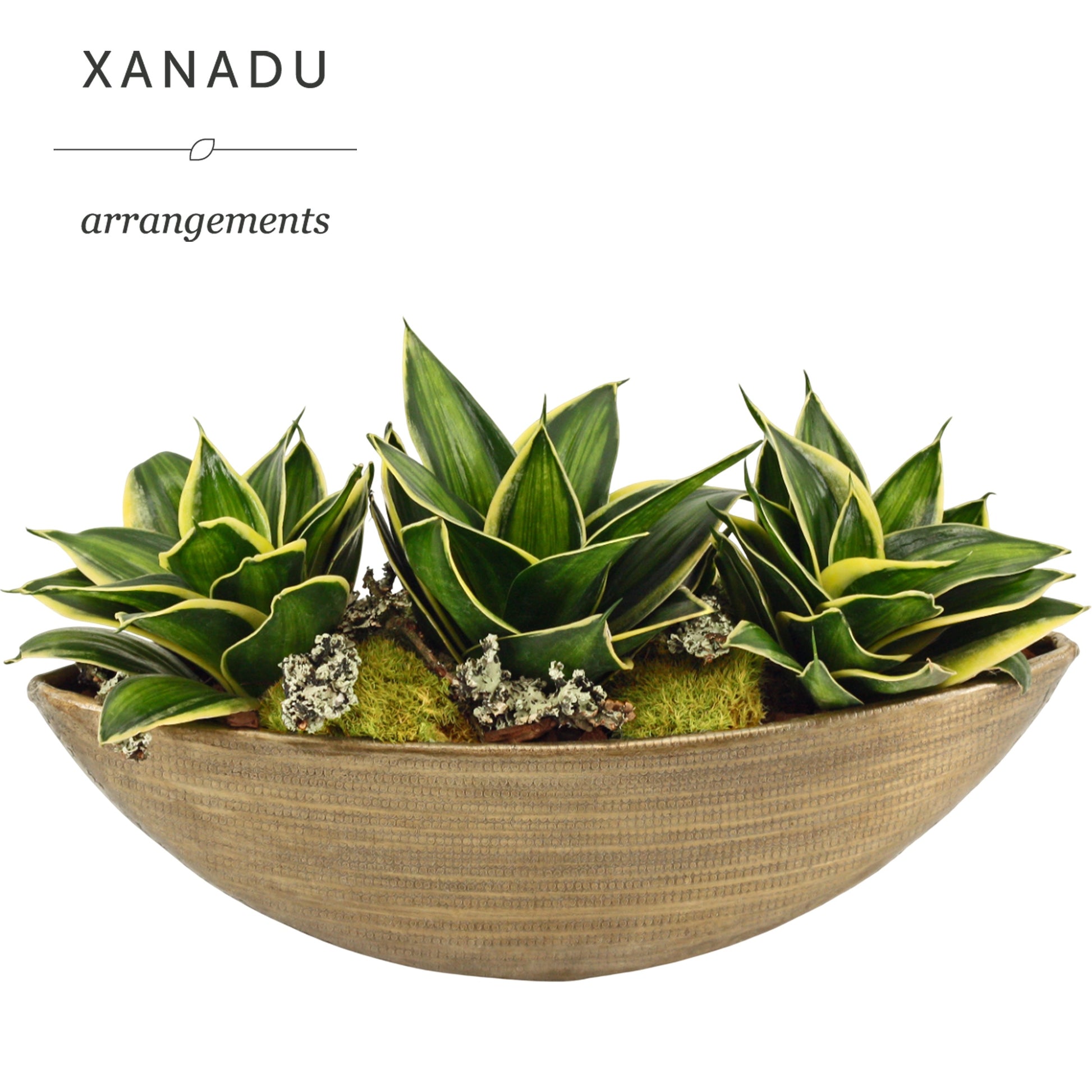 Xanadu Cleveland 20cm 12cm Pot