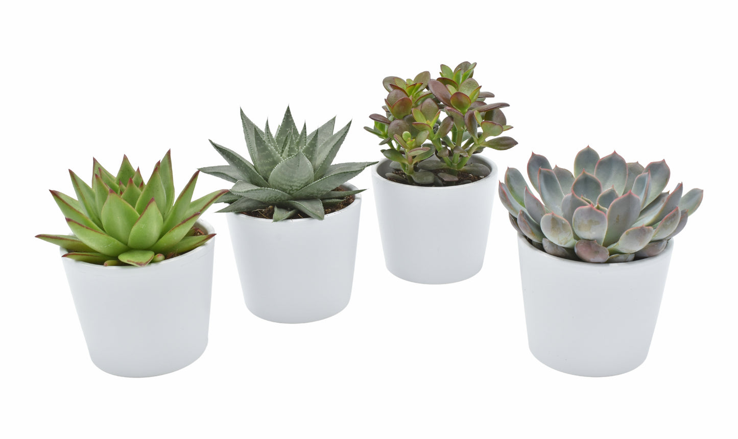 Succulenten mix (+ drp.magnetic) 14cm 10cm Pot