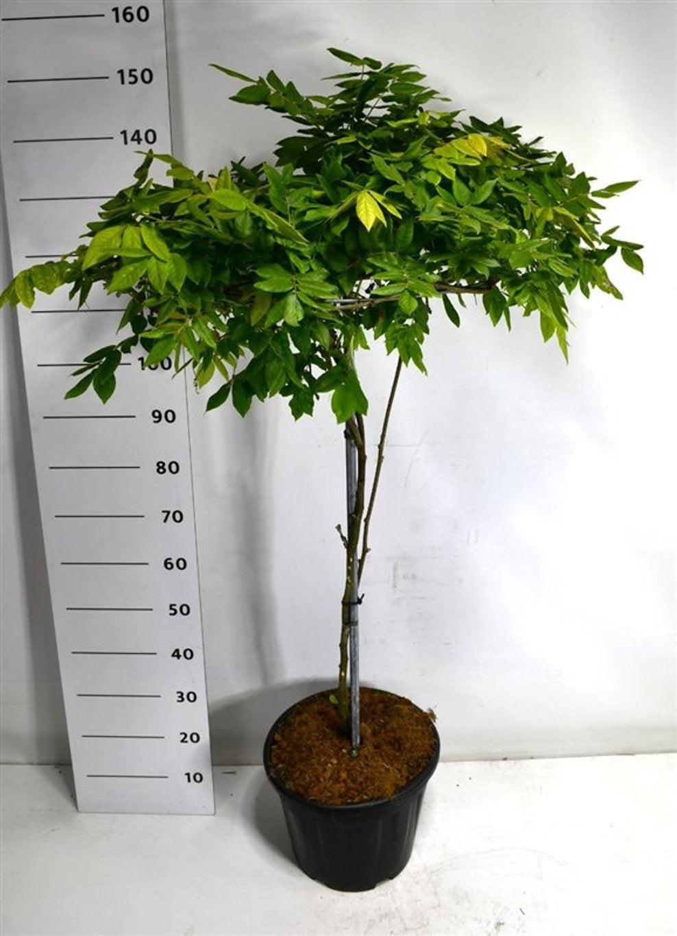 Wisteria Hybrid mix 130cm 38cm Pot
