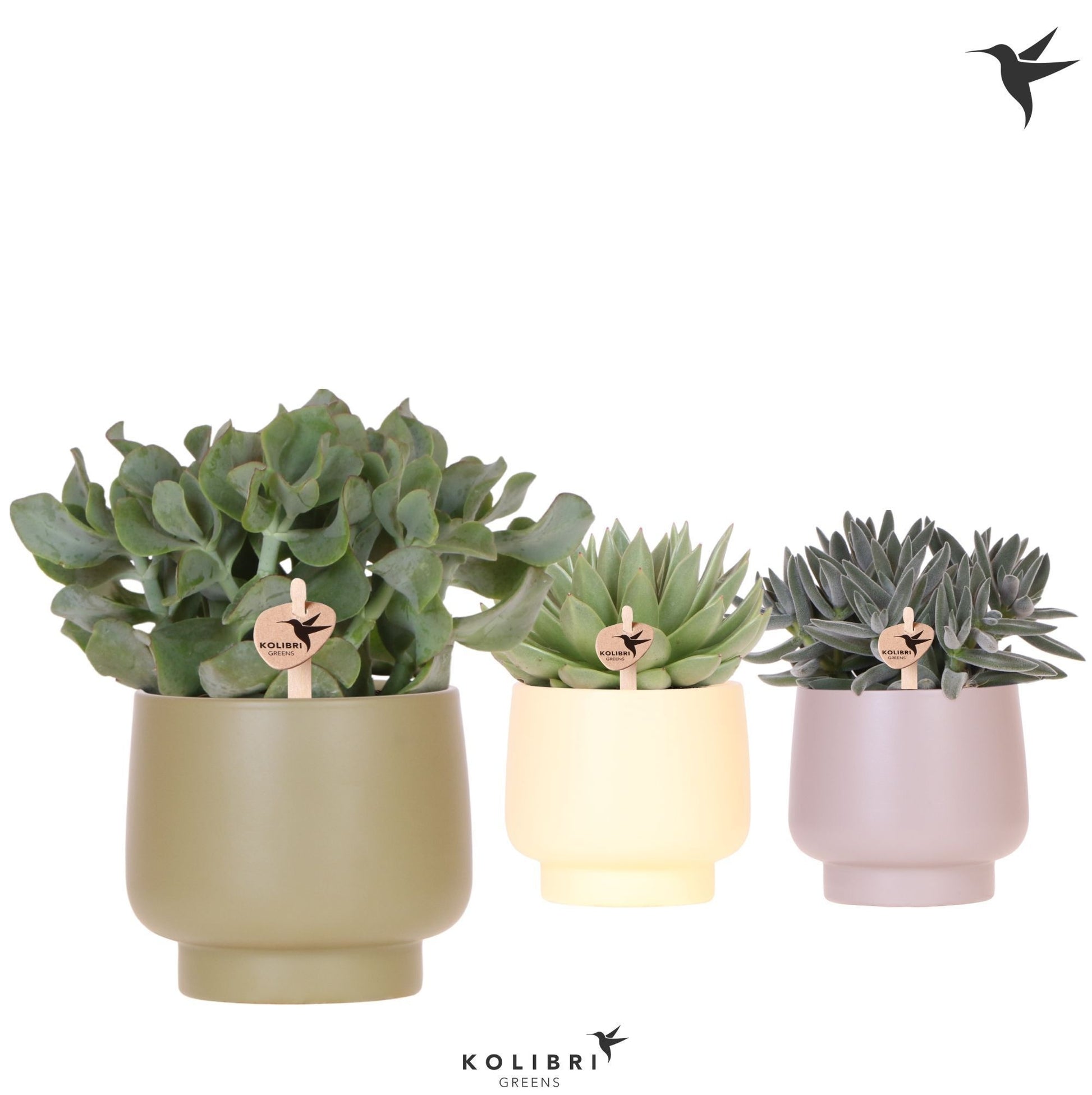 Succulent mix 27cm 12cm Pot