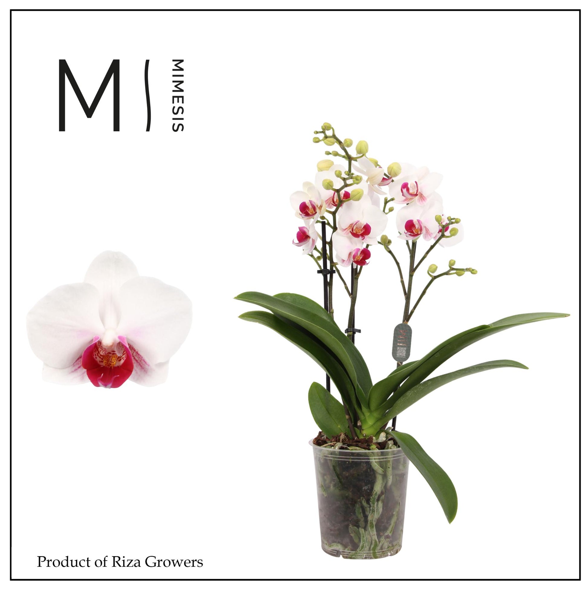Phalaenopsis mf. Safe Haven 35cm 9cm Pot
