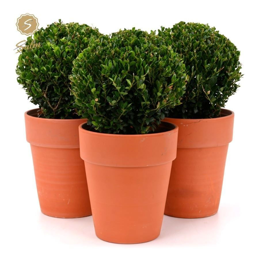 Ilex crenata Jenny 35cm 19cm Pot