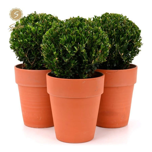 Ilex crenata Jenny 35cm 19cm Pot