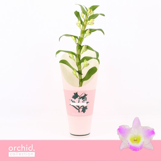 Dendrobium Pandora 50cm 12cm Pot