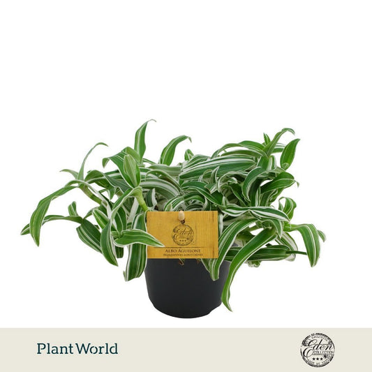 Murdannia Alba Aquilone 20cm 12cm Pot