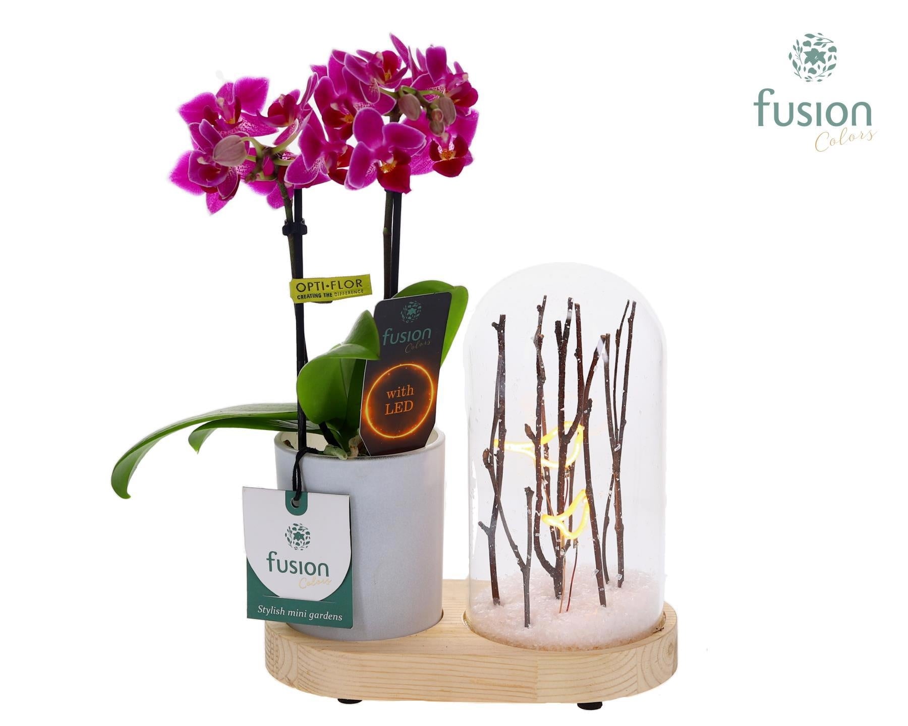Fusioncolors BV Houten LED Lichtbal Vogels houten planter met Phalaenopsis Pack of 6