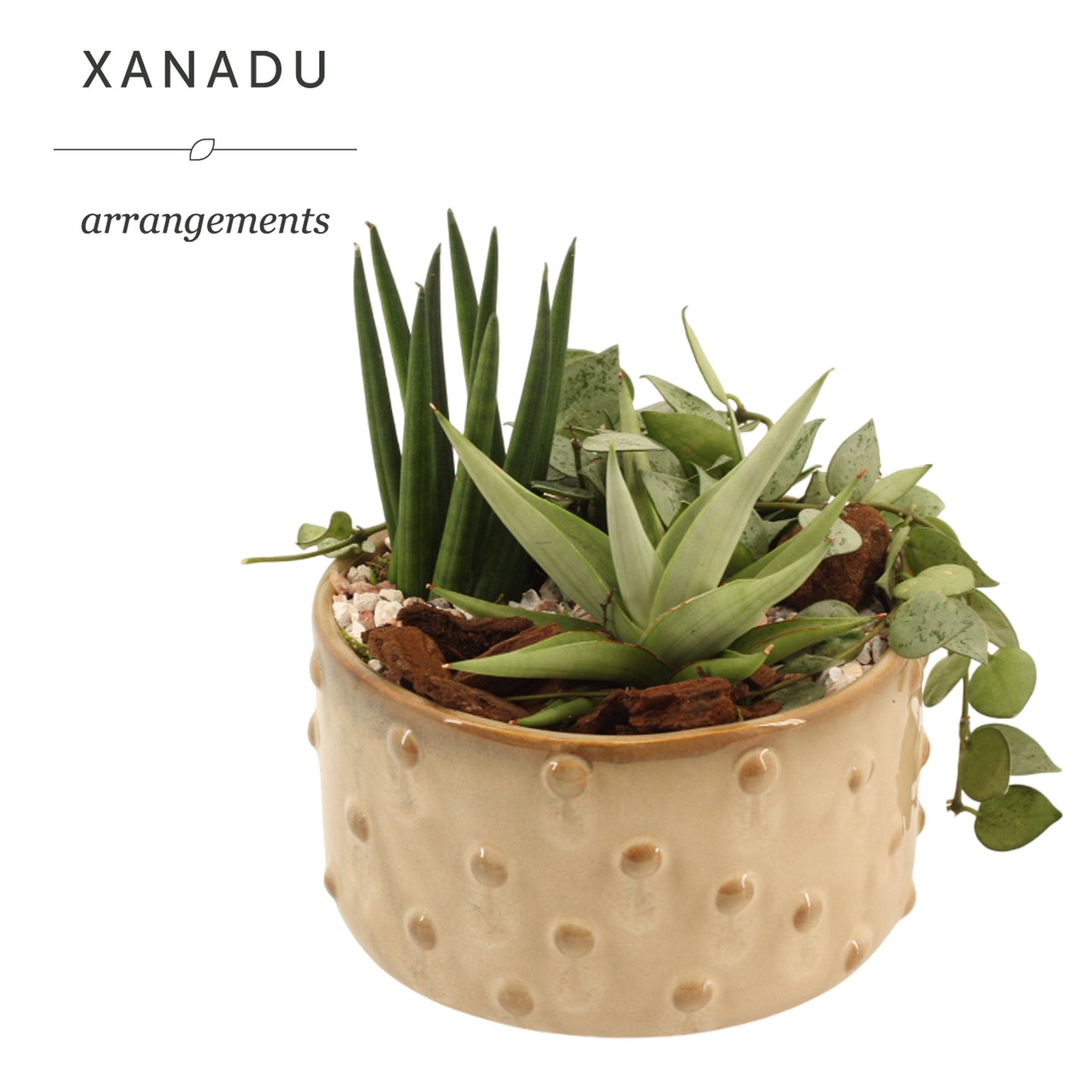 Xanadu Miami 25cm 16cm Pot