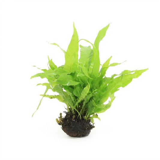 Aquarium plant mix 5cm 2cm Pot