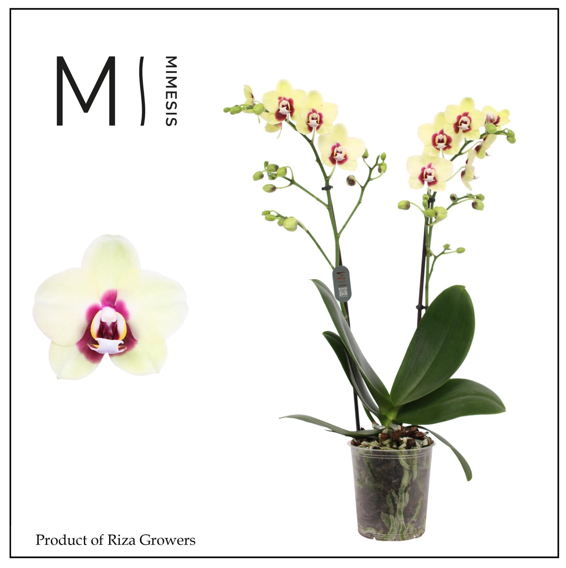 Phalaenopsis mf. Deep Secret 50cm 12cm Pot