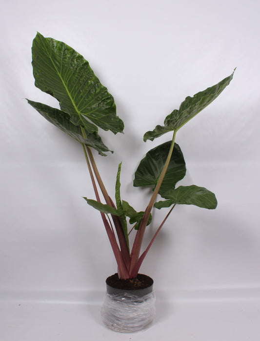 Alocasia Imperial Red 165cm 32cm Pot
