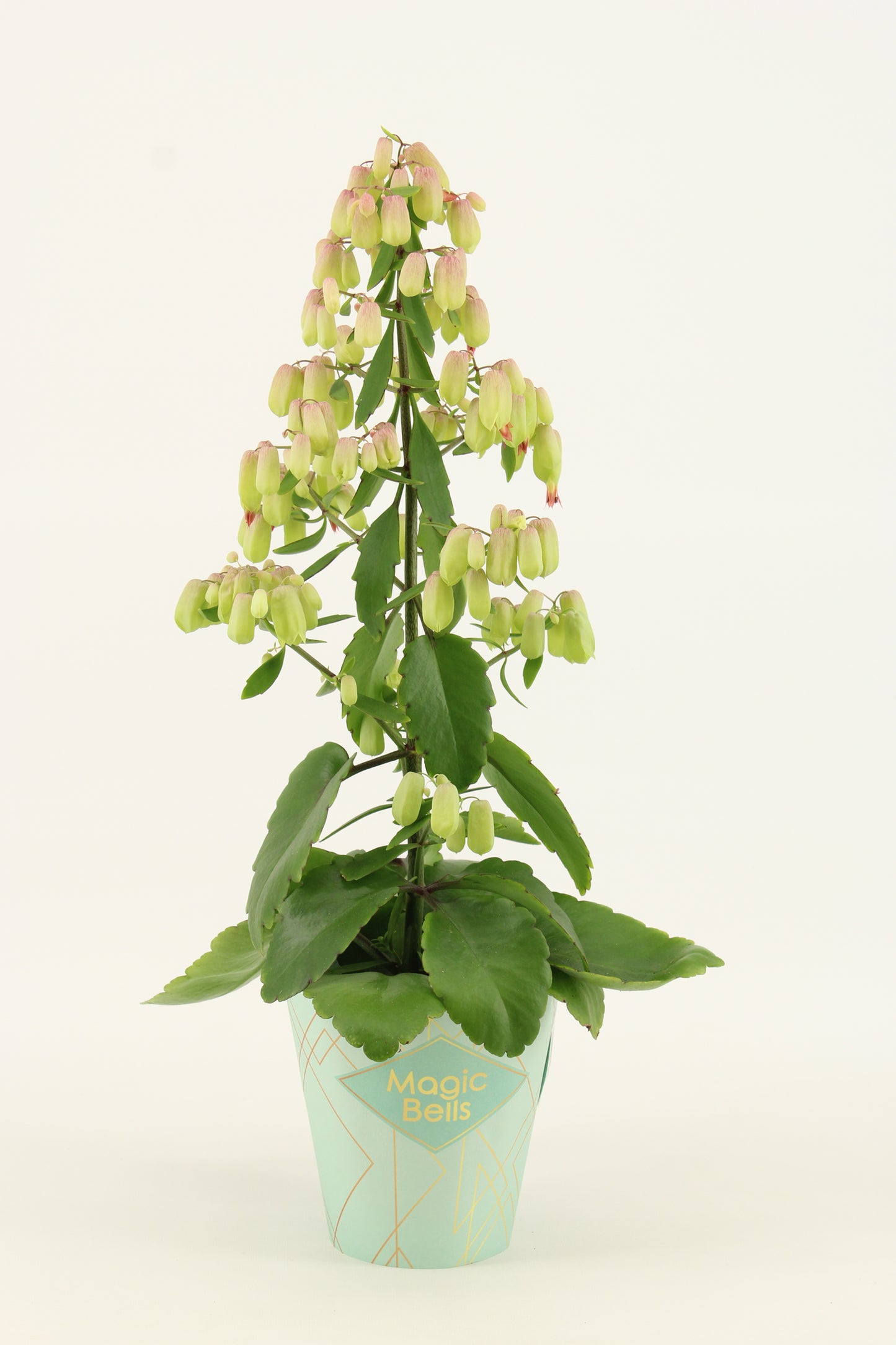 Kalanchoe Magic Bell 55cm 14cm Pot