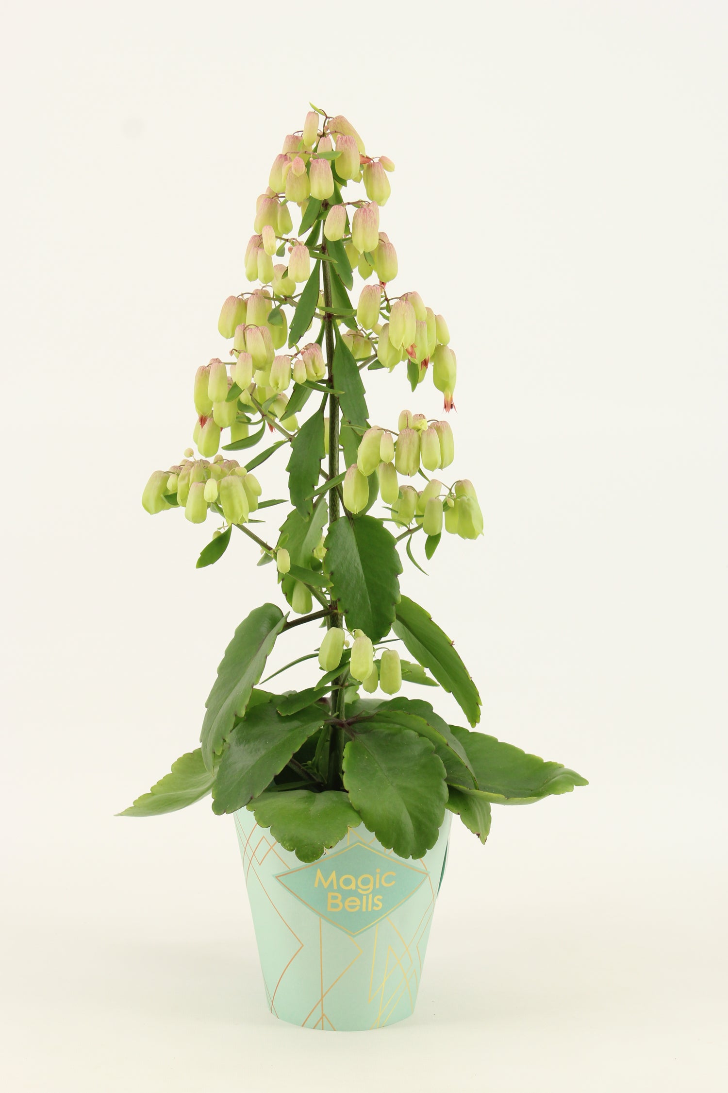 Kalanchoe Magic Bell 55cm 14cm Pot