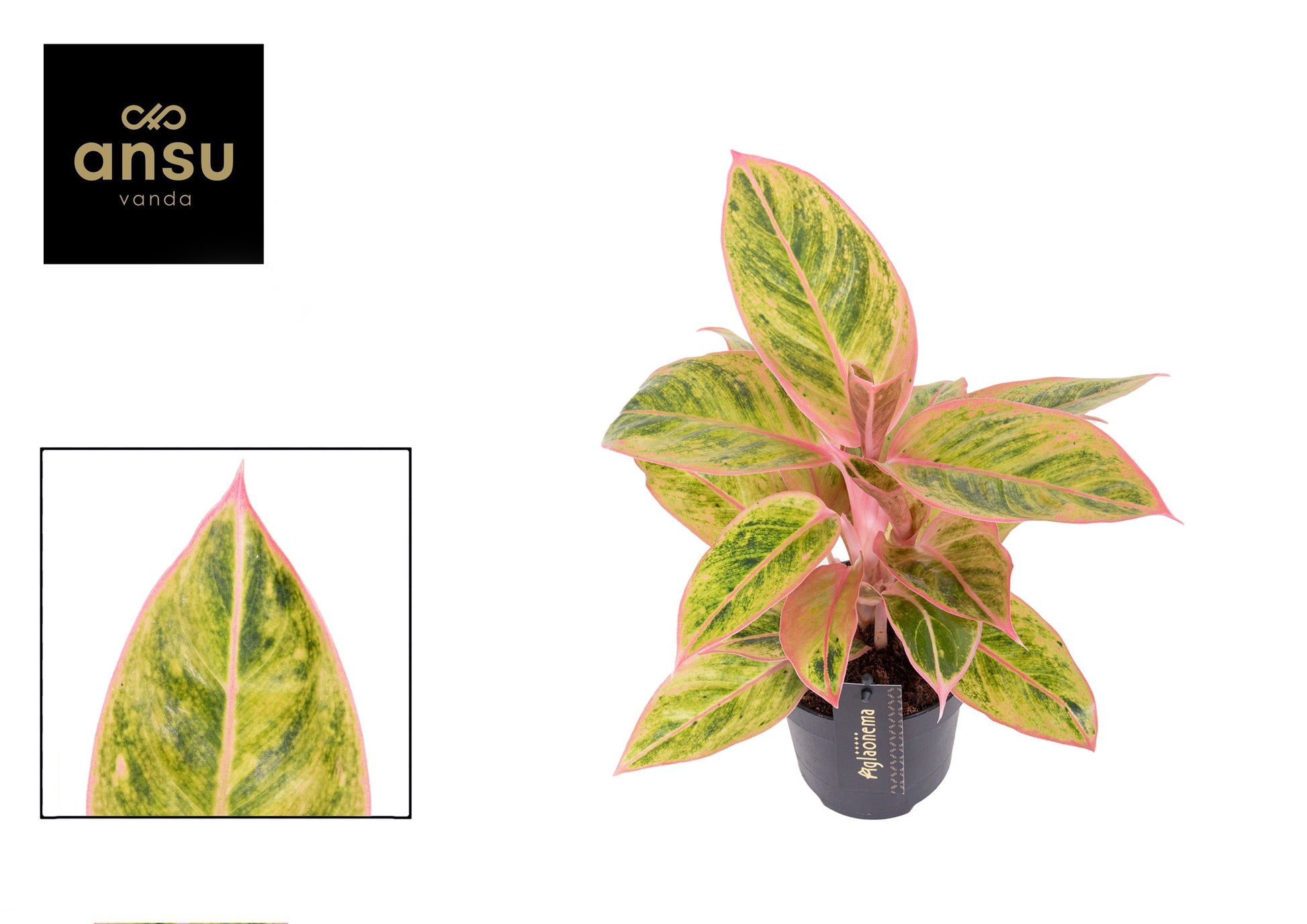 Aglaonema Salmon Fantasy 30cm 12cm Pot