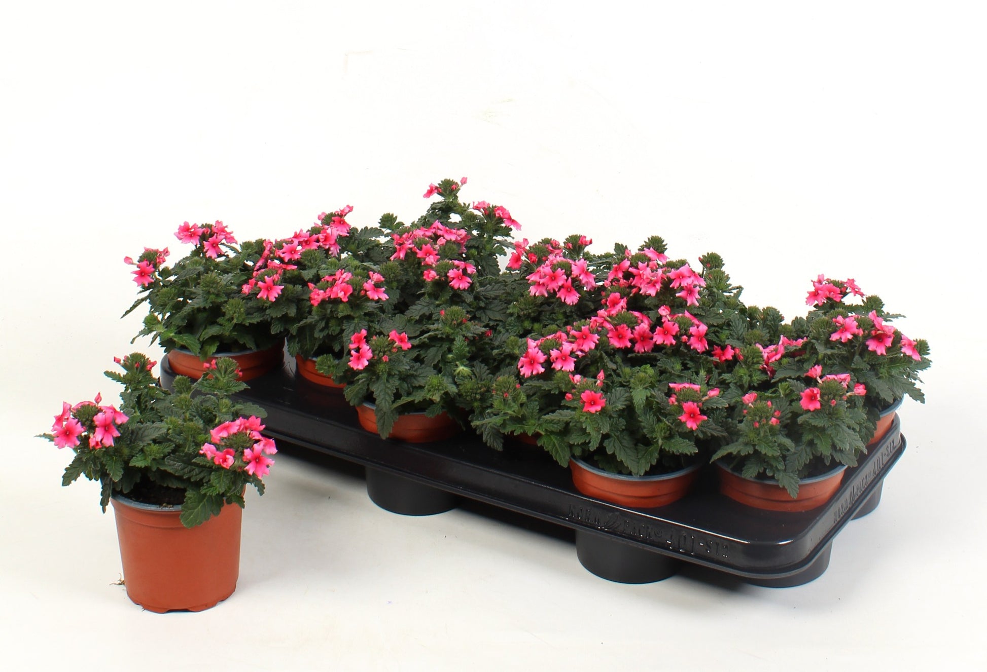 Verbena Venturi Pink 15cm 510cm Pot