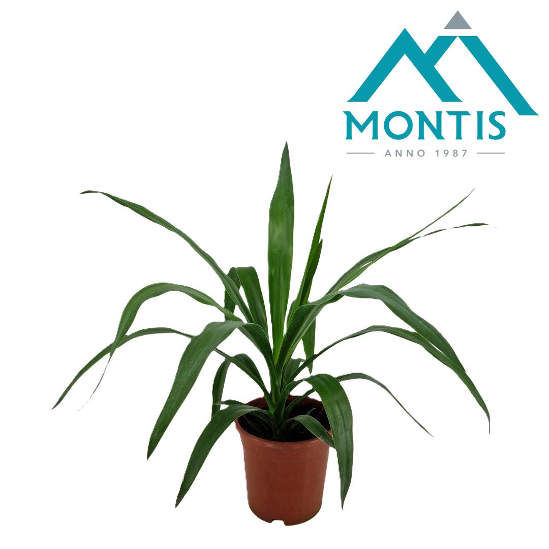Yucca branched 55cm 17cm Pot