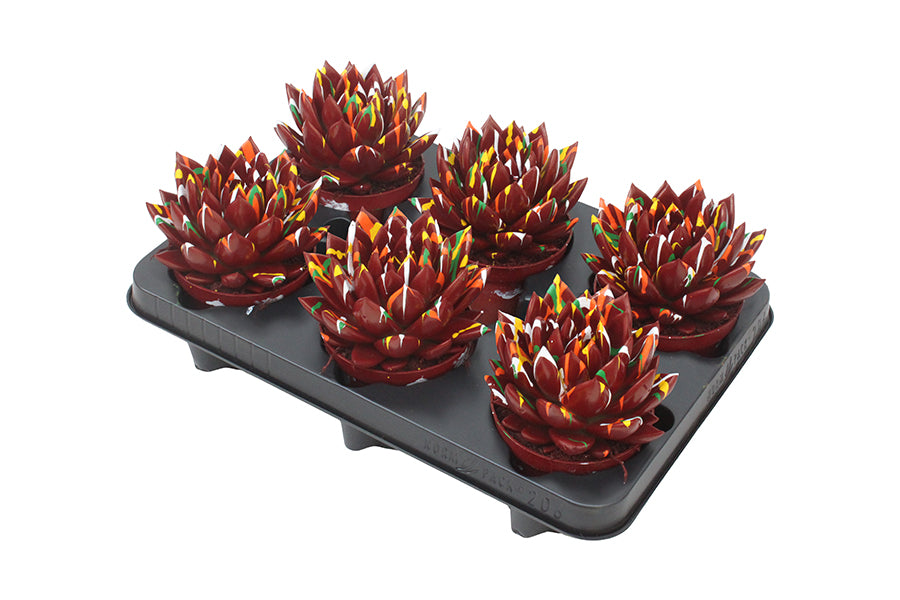 Echeveria colored red 13cm 10.5cm Pot