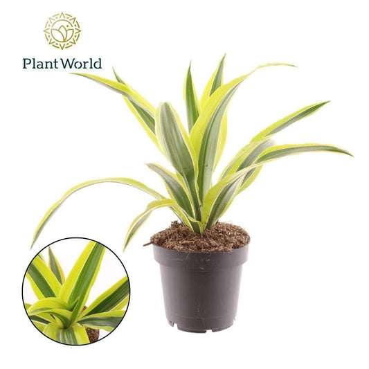 Dracaena fragrans Lemon Lime 35cm 12cm Pot