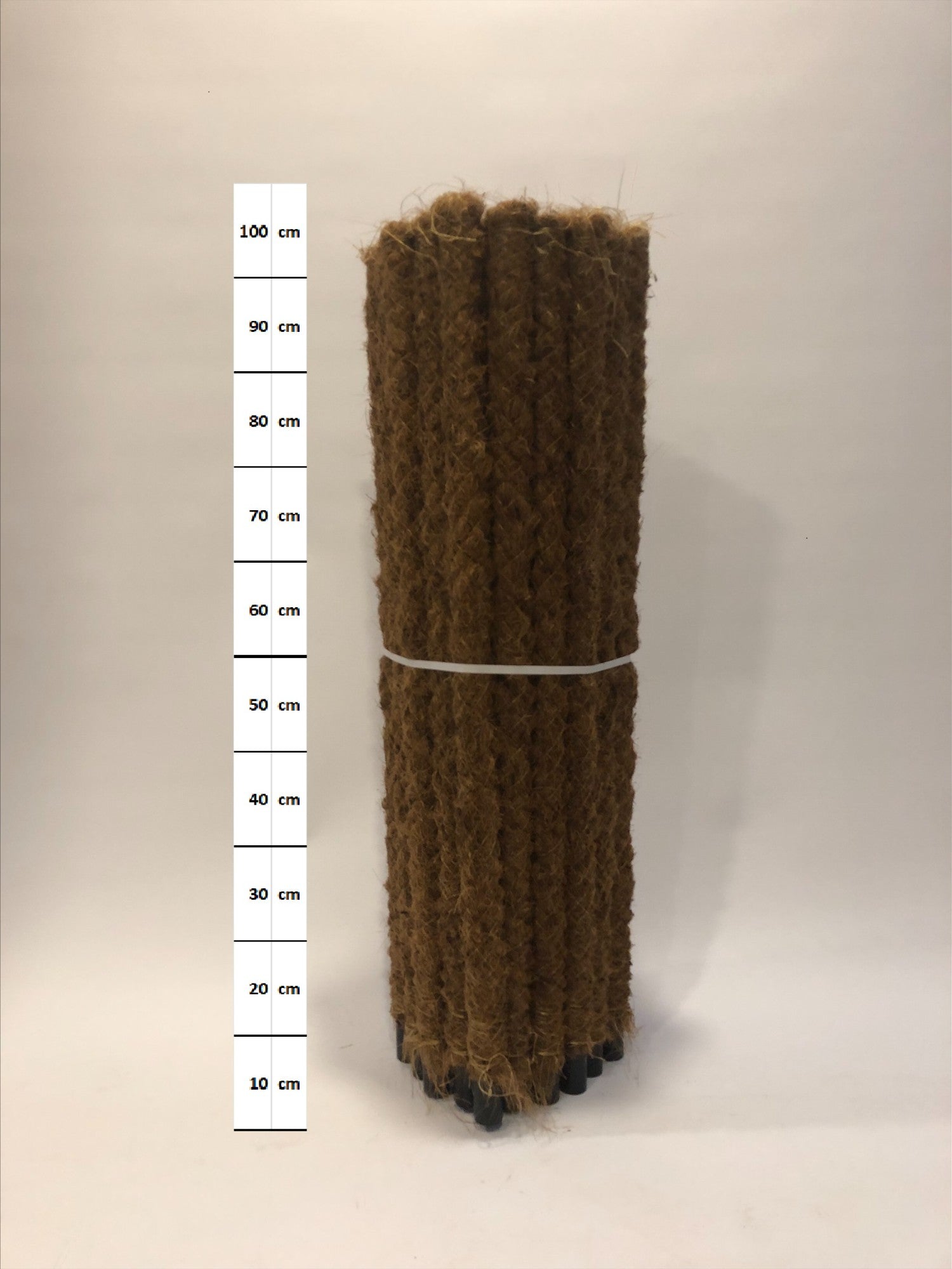 Kap Scindapsus Mosspole Pack of 30