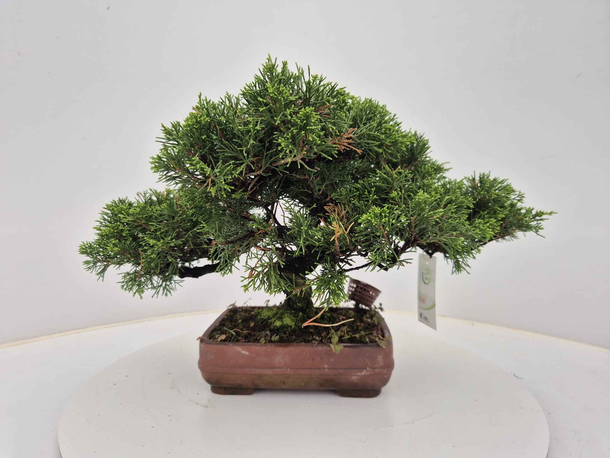 Juniperus chinensis 30cm 21cm Pot