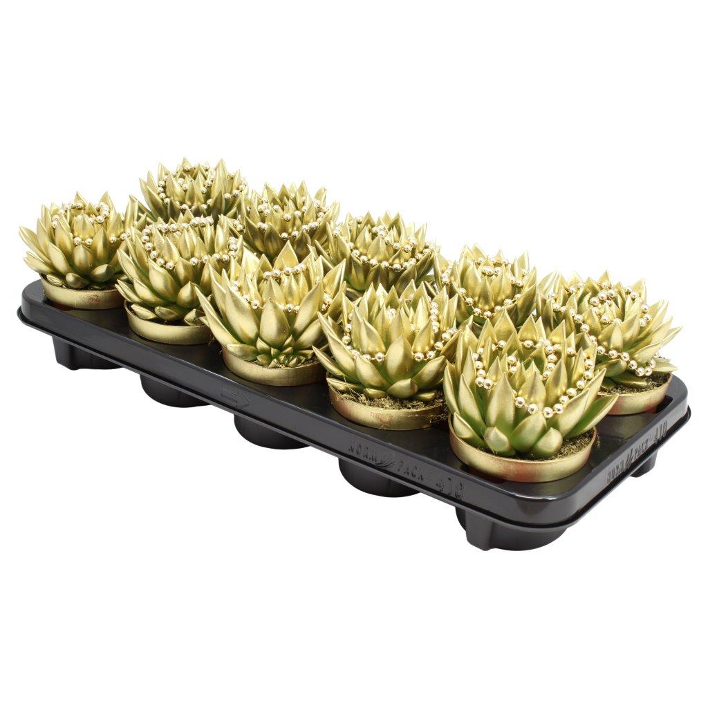 Echeveria colored gold 13cm 10.5cm Pot
