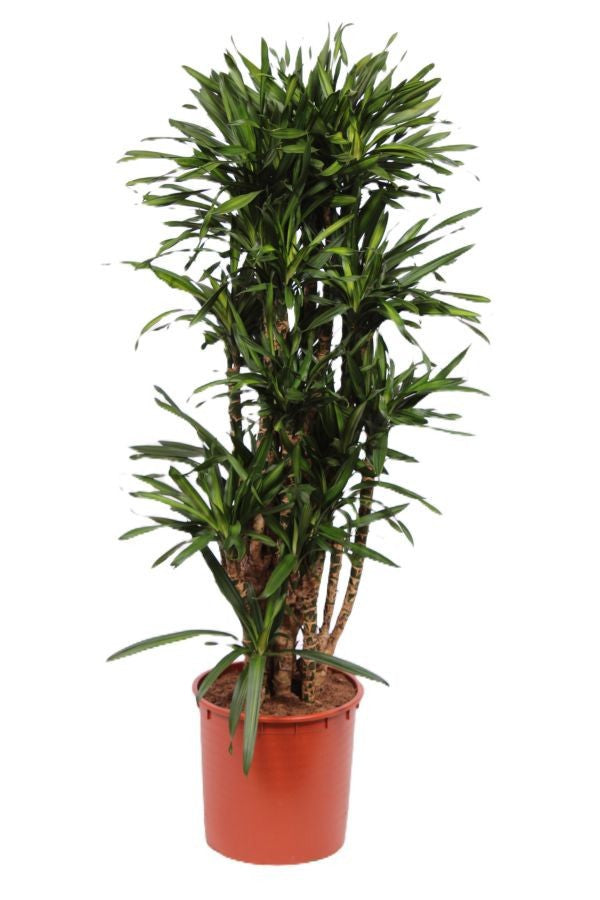 Dracaena frag. Riki 150cm 34cm Pot