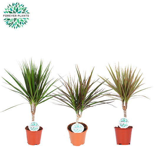 Dracaena marginata mix 55cm 14cm Pot