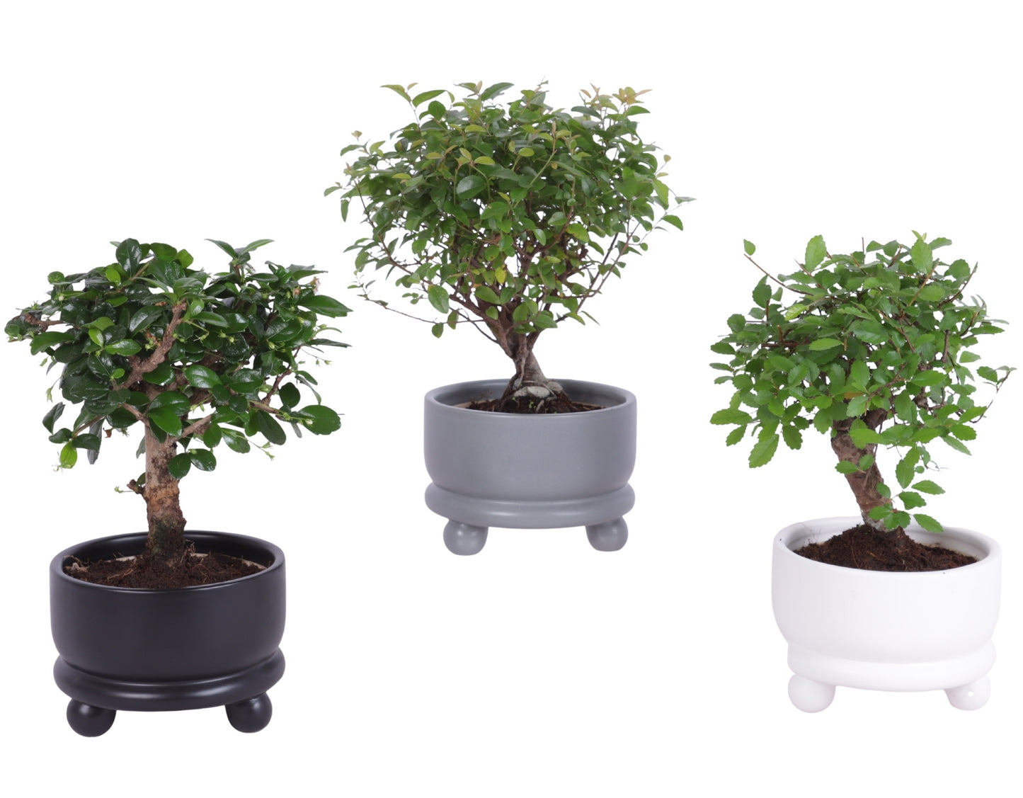 Bonsai mix 25cm 12cm Pot