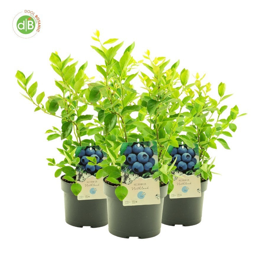 Vaccinium Northland 40cm 19cm Pot
