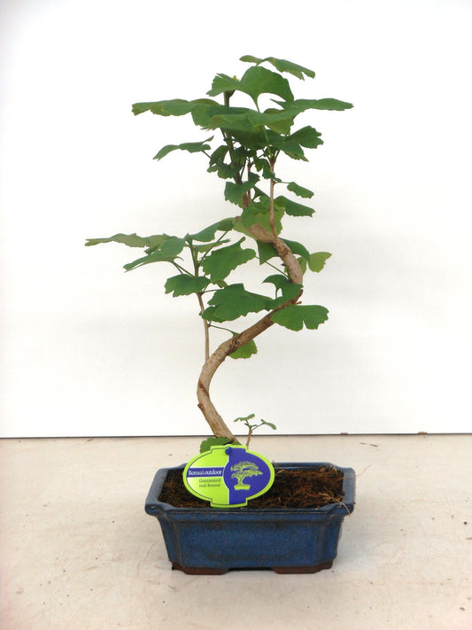Ginkgo Little Emperor 35cm 19cm Pot