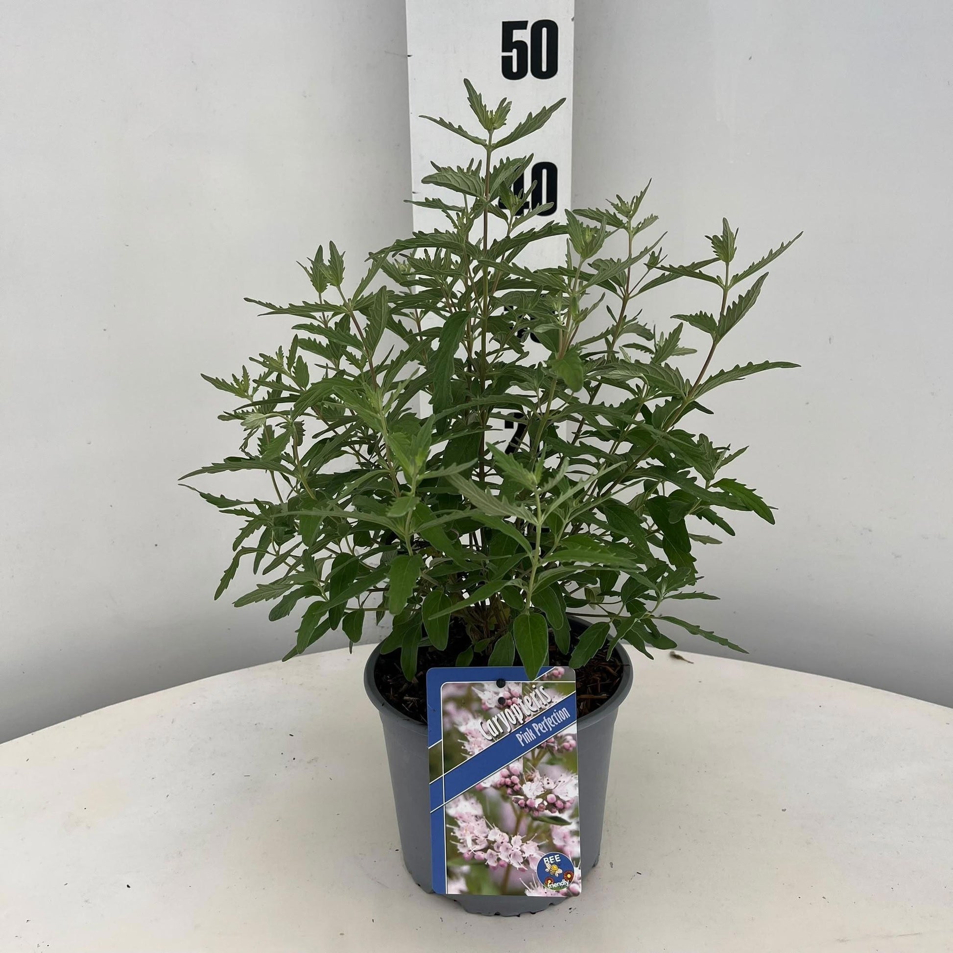 Caryopteris cla. Pink Perfection 45cm 17cm Pot