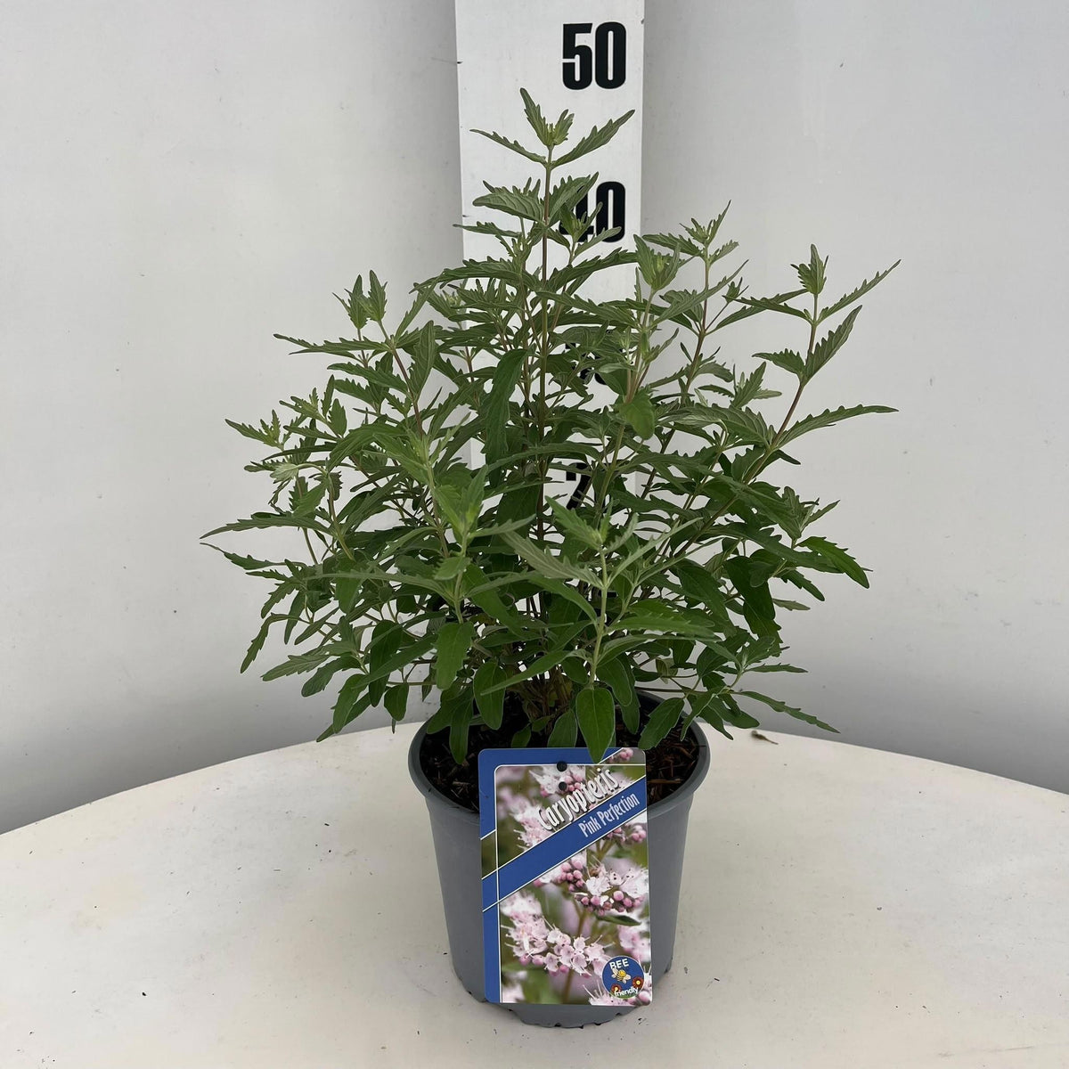 Caryopteris cla. Pink Perfection 45cm 17cm Pot