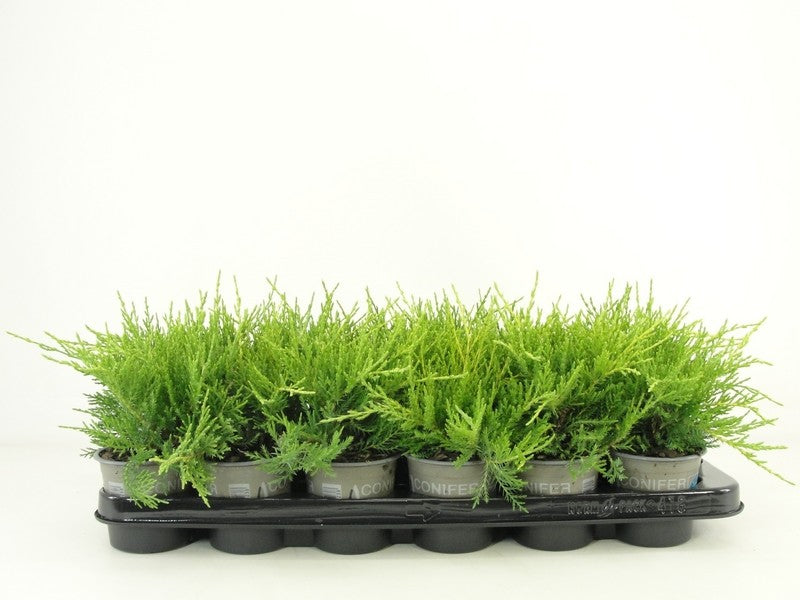 Bloemendaal, Fa.Kw. Juniperus Old Gold Pack of 18