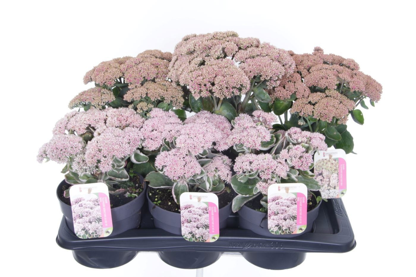Sedum surrender 40cm 17cm Pot