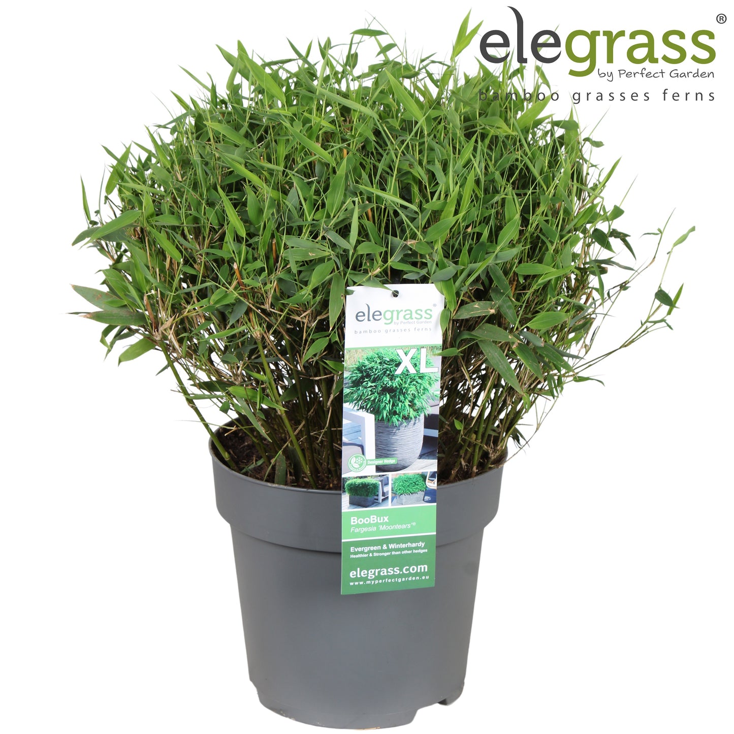 Fargesia murieliae 70cm 29cm Pot