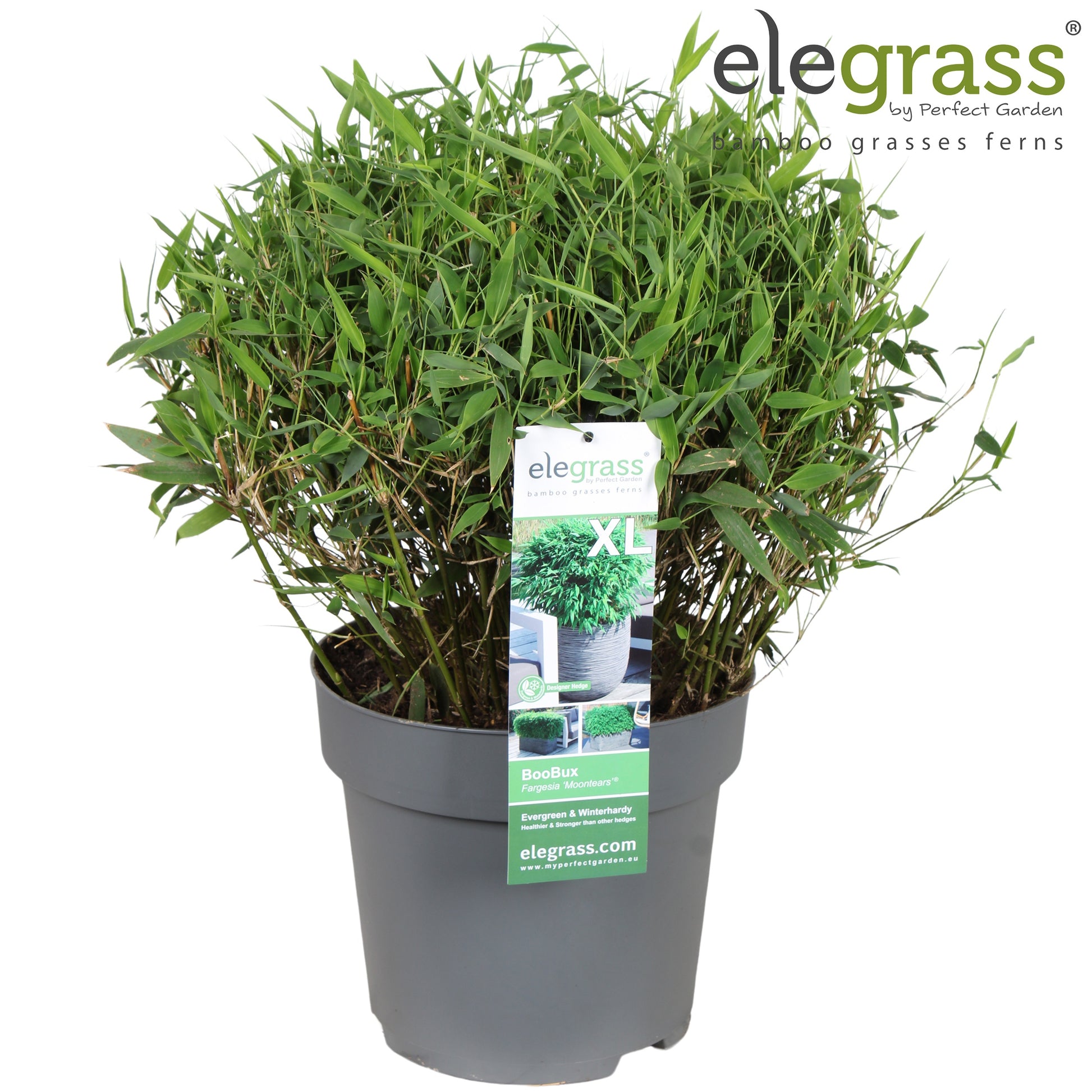 Fargesia murieliae 70cm 29cm Pot